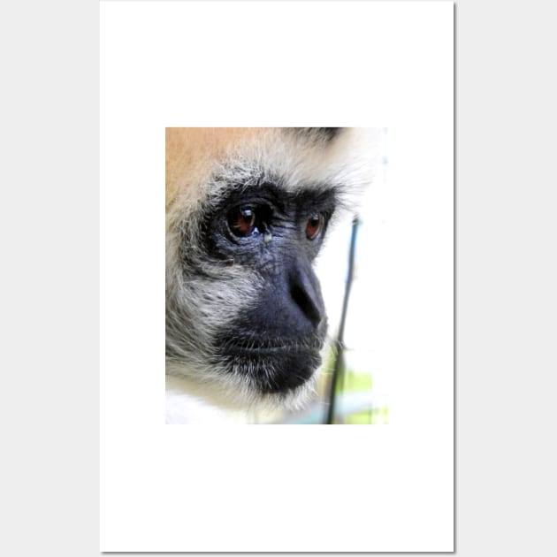 White Cheeked Gibbon Wall Art by kirstybush